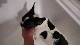 Francia Bulldog fűrdetése
