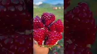 Fresh June Red Pomegranates from China &ndash; Bulk Export Now Available! #fruit #fruitcutting #satisfying