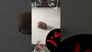 Two players have play uno with me the capybara is +18 uno im give the lose!