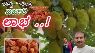 ‘ಸಿದ್ದು–’ ಹಲಸು ತೋಟಕ್ಕೆ ಭೇಟಿ 😍 | ಸಿದ್ದು ಹಲಸಿನ ನರ್ಸರಿ ತುಮಕೂರು | Jackfruit Varieties / #dailyvlog