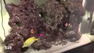 Fish chasing laser