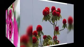 BODO COMMUNITY NATURE AND CULTURE