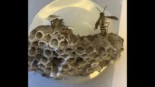 Iowa State University Insect Zoo Paper Wasps