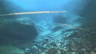 Flute Fish Fistularia commersonii invasion of the new generation @ Kalypso South Crete GREECE