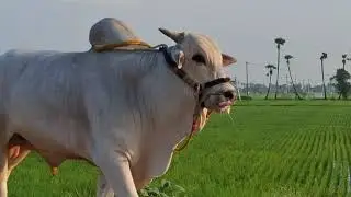 RK BULLS || బేటా వీడియో ||