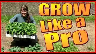 HOW TO GROW VEGETABLES FROM SEED.  A Guide For HYDROPONIC FLOATING SEED TRAYS. Gardening Tips.