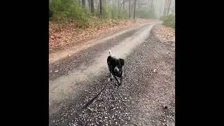 Setting Goals for Dog Training