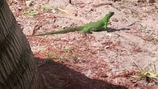 🦎 Older iguana: illegal immigrants in FL (etc.) mistook iguanas for dinosaurs, so they murdered them