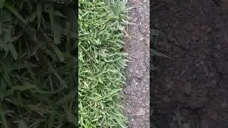 The BEST Grass for Lawn #shorts #lawn #lawncare  #thebest