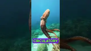 crazy 😧 octopus fact must watch | Quick Facts Hub | #facts  #viral #youtubeshorts