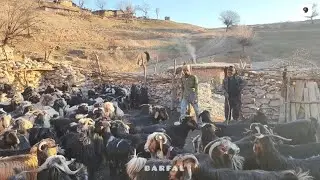 Part 9 - Shepherd and flock in the beautiful village pen🐑😀🍄. #barfal