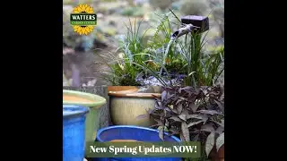 🥳 New Watters Garden Center Spring Updates NOW!