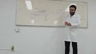 Clase neuro - Tallo cerebral