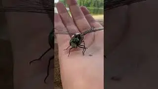 Dragonfly found in middle of pond, the little brown spot on palm is dragonfly poop!