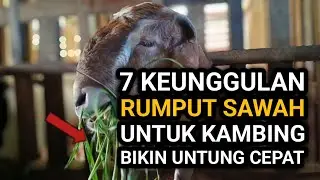 7 Keunggulan Rumput Sawah yang Bikin Kambing Cepat Gemuk & Cepat Untung 