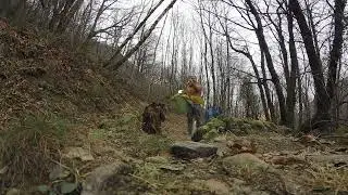 Siegfried Call in the Forest