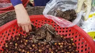 Counting Giant Water Bugs (Lethocerus indicus)