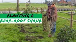 🌱 Planting a Bare-Root Shrub: Simple Methods! 🌳