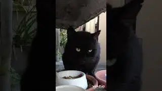 エサ係来た。　野良猫やまと君　lucky Black stray CAT　#のら猫　#野良猫　 #猫動画　#地域猫　#さくらねこ　#流浪貓　#流浪猫