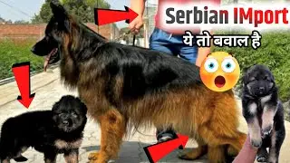 IMport line long coat German shepherd || William & Alison || Kci registered German shepherd