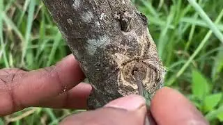 Trunk borer or Stem Borer in citrus plants