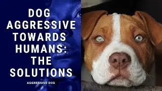 Dog behavior disorders - Aggressive dog: Dog aggressive to humans the solutions