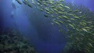 Diving Thailand 03 May 2019 Sail Rock Underwater video