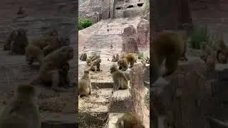 Group of monkeys they face each other as Leader stay behind front line
