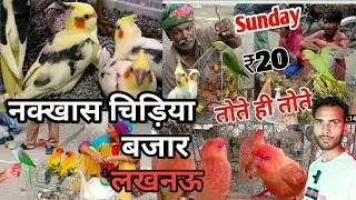 lucknow bird markit||लखनऊ की चिड़िया बजार ||नक्खास चिड़िया बाजार ||pet markit lucknow||@ActiveRahul