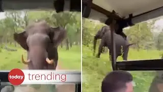Elephant charges at car in Indian safari but driver remains calm