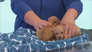 Furry Friends Friday - Meet Sundae & Parfait