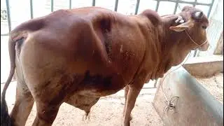130kg Gosht wala Bachra 185k main 2025 clearance sale