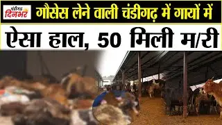 गौसेस लेने वाली चंडीगढ़ में गायों में ऐसा हाल, 50 मिली म/री