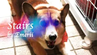 Dear my loving dog,