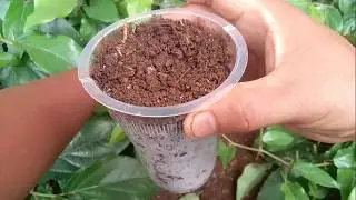 Cara cangkok cabe jamu