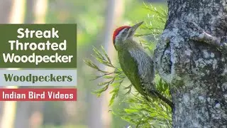 Streak throated woodpecker (Picus xanthopygaeus) foraging in Anamalai Tiger Reserve.