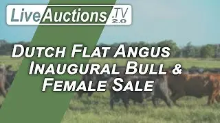 Dutch Flat Angus Inaugural Bull & Female Sale