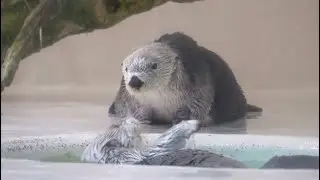 【鳥羽水族館】キラちゃんが好きすぎる【ラッコ】