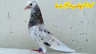 Kabootar Agar Achnak Parwaz Km Kar Jay