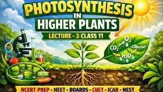 PHOTOSYNTHESIS IN HIGHER PLANTS LECTURE -3 by Dr AnanyaPT for the prep of NEET/CUET/ICAR/ NEST