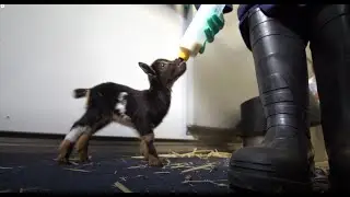 Adorable Baby Goats Frolic And Play