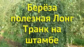 Береза плакучая на штамбе Лонг Транк. Краткий обзор, описание характеристик betula utilis Long Trunk