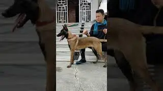 BELGIAN MALINOIS 5 MONTH FEMALE PUPPY WITH ITS OWNER BRED FOR BEAUTY N BODY CALL +919856775231