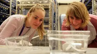 Institute for Molecular Bioscience - Review of the year 2020