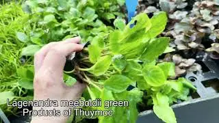 Lagenandra meeboldii green-www.thuymoc.com.vn