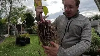 Removing Caladium and Canna Bulbs + Planting Fall Barrel Planters