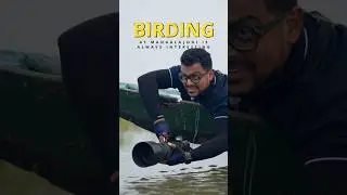 The best birding experience at Mangalajodi, Odisha #ytshorts #mangalajodi #chilikalake
