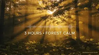3 HOURS 🌿 Forest Morning Calm | Gentle Ambient Music for Peace, Focus & Meditation