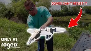 Doves LOVE this decoy! (Rogers Exclusive Lucky Duck Lucky Dove HD 2 Pack)