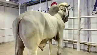 1000KG Asutral Bull and Tallest Indo Brazil Showdown | Exclusive 2021 | The Home of Goru Lovers